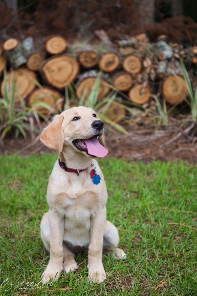 Dog portrait at Ormond Memorial Gardens