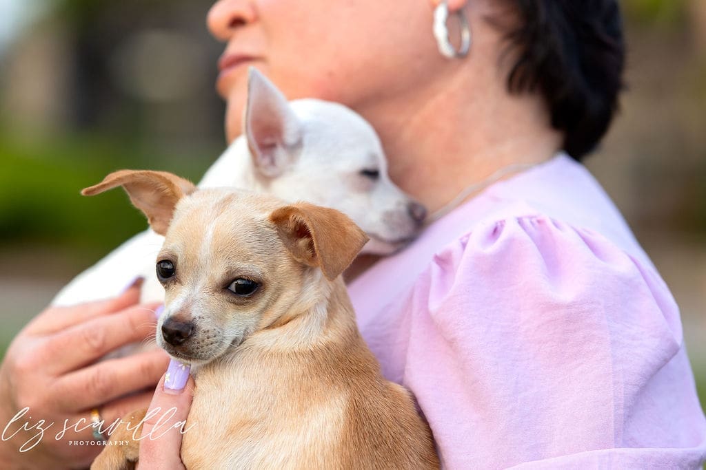 Owner with dog at sunset beach