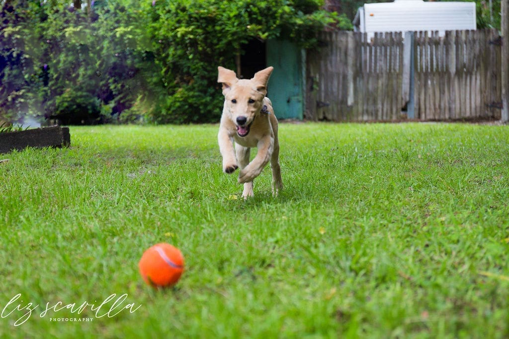 dog running in the yard ormond beach